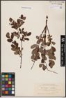 Foto von Salix aurita L. x Salix myrtilloides L.